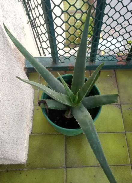 REGALO plantas de aloe 3